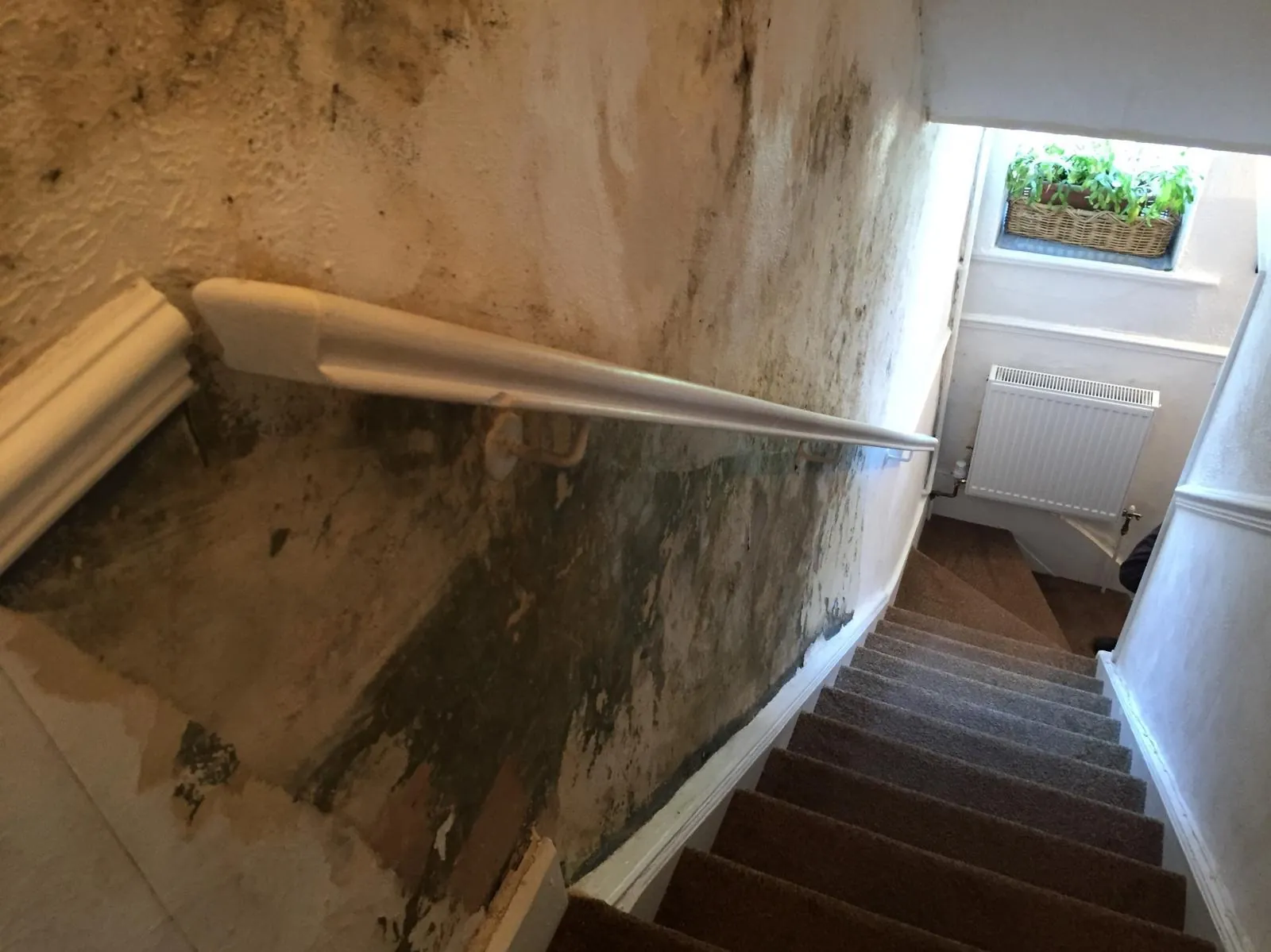 Severe black mould and peeling paint on a stairwell wall